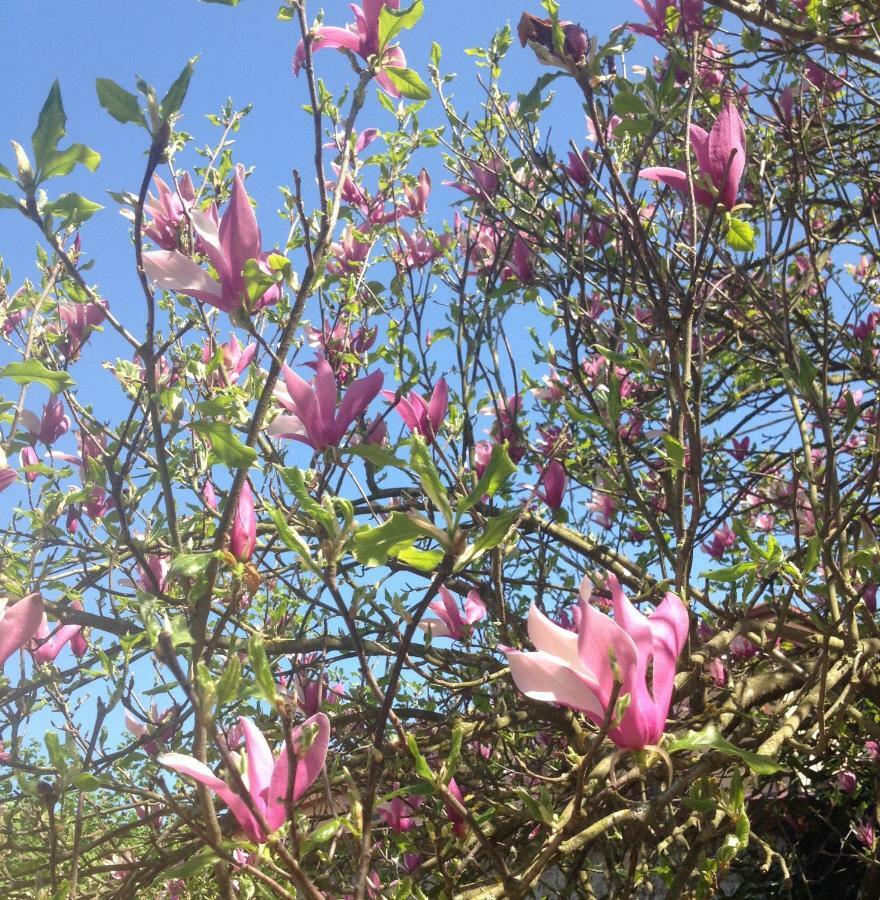 Апартаменты La Magnolia Рикко-дель-Гольфо-ди-Специя Экстерьер фото